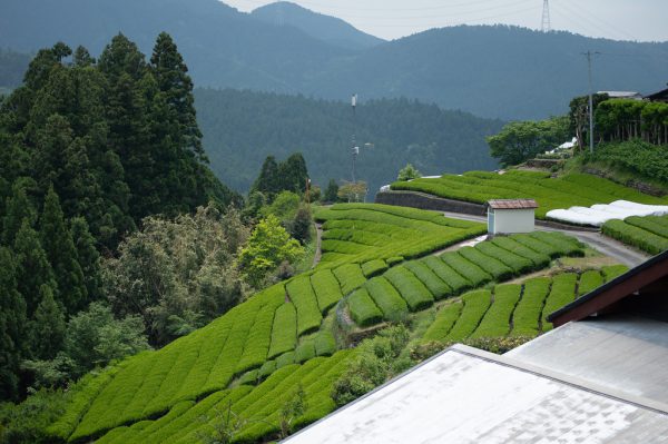thé vert kukicha camellia sinensis