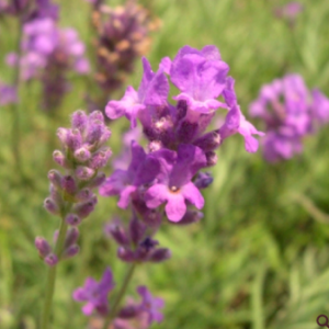 aliksir lavande vraie