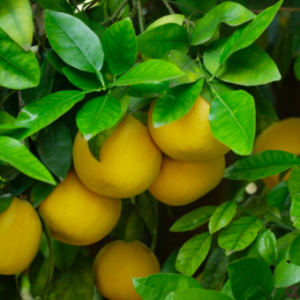 aliksir HE pamplemousse blanc